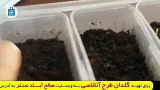 گلدان طرح آناناسی با زیره ارتفاع ۱۰ سانتی متر