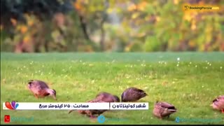 شگفتی های کویینزتاون در نیوزلند، شهری زیبا و جذاب -بوکینگ پرشیا BookingPersia