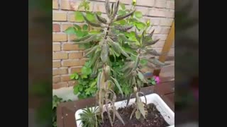 فلاورباکس چوب پلاست