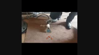 پاک کردن لکه روغن و سس از روی فرش و موکت با بخار