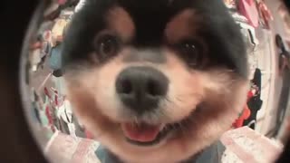 مجموعه خدماتی حیوانات خانگی پت استایلیست