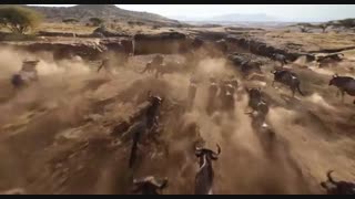 دانلود فیلم لاین کینگ The Lion King 2019