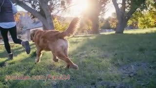 هنگام حمله سگ چونه از خودمان دفاع کنیم؟