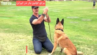 نصب قلاده برای سگ ژرمن