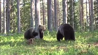 صحنه هیجان انگیز دعوای دو خرس