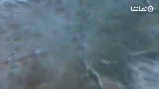 Last Shelter: Survival