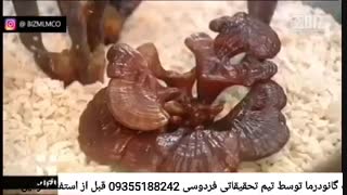 درمان قطعی دیسک کمر در شبکه خبر