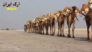 کاروان شتر