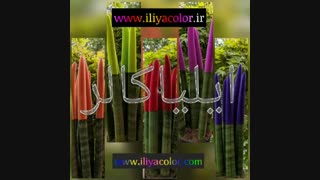 فروش پودر مخمل ایرانی و ترک و چینی 09195642293 ایلیاکالر