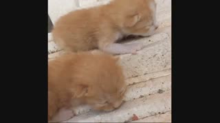 گربه مون بچه آورده.. جیگر مننننننن