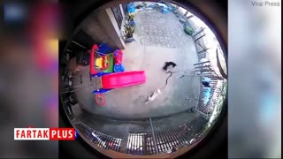 مبارزه مرگبار سگ‌های فداکار با مار کبری!