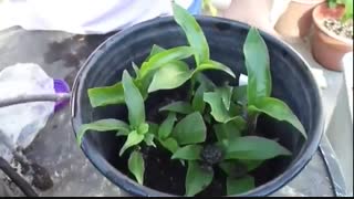 گل محبوبه شب Night Blooming Jasmine ترمیم سوختگی