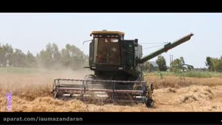 برداشت محصول کشاورزی گندم از زمین های زراعی دانشگاه آزاد اسلامی واحد جویبار