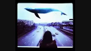 آهنگ نهنگ آبی + تکست