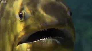 ماهی گوشت خوار و وحشتناک!