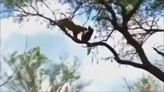 نبرد حیوانات