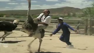 Ostrich Riding s سوارکاری شترمرغ ،