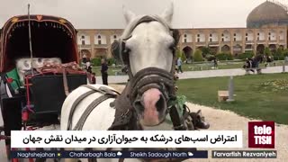 اعتراض اسب‌های درشکه به حیوان‌آزاری در میدان نقش جهان