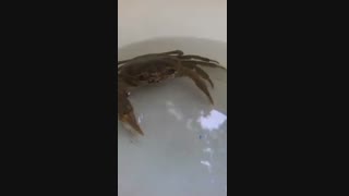 خرچنگ گرفتم *-*