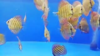 دیسکس ترکوییز رد اسکریبل