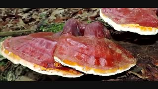 خواص ویژه قارچ گانودرما