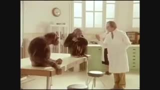 وقتی میمون به انسان درس انسانیت می دهد