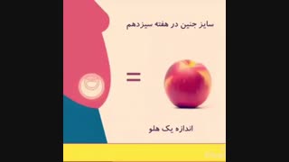 رشد جنین در شکم مادر