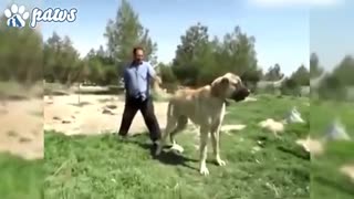 غول ترین سگ های دنیا