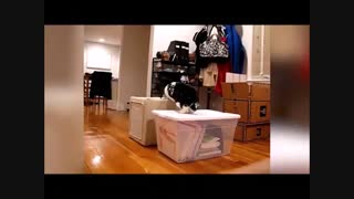 ویدئو : ویدیو های جالب - خنده دار ترین کلیپ دنیا- جدید