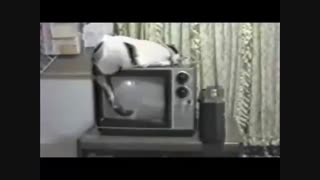 گلچین شده : خنده دار ترین کلیپ دنیا- جدید