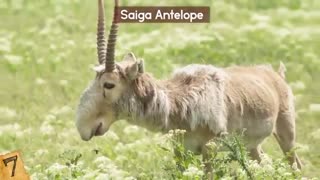 حیوانات عجیب ولی واقعی