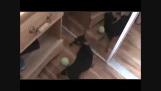 ویدئو : خنده دار ترین کلیپ دنیا- جدید