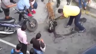 دو سگ ولگرد و یک نبرد واقعی