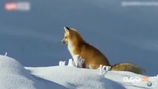 شکار فوق‌العاده روباه از میان انبوه برف