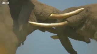 صحنه ای از دعوای فیل ها