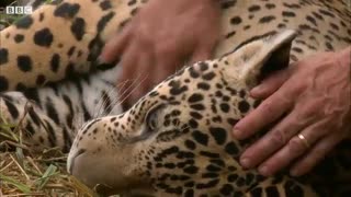 مبارزه جگوار با بیماری