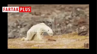 این جنایت ما انسان‌هاست، فقط در صد سال!
