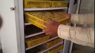 دستگاه جوجه کشی 1000 تایی هدهدخراسان