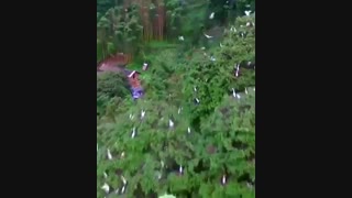 ویدئو فوق العاده از طبیعت