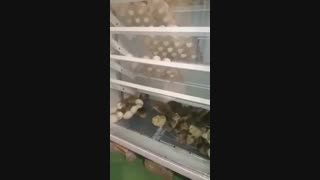 دستگاه جوجه کشی 500 تایی هدهدخراسان