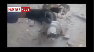 نجات گربه‌ای در خرم‌آباد که سرش در راه‌آب چاه گیر کرده بود