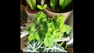 واکنش گل قهر و آشتی به لمس برگهاش