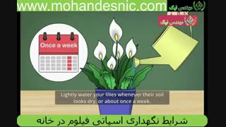 نکات مهم شرایط نگهداری اسپاتی فیلوم