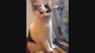 Smiling cat ಥ_ಥ