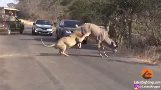 شکار کردن شیر در مسیر حرکت خودروها
