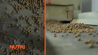 خط تولید غذای سگ و گربه