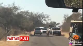 شکار گوزن توسط شیر مقابل چشم توریست‌ها