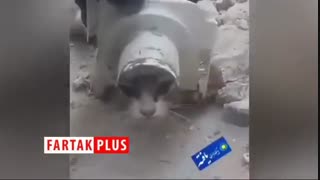 عملیات نجات برای حفظ حیات یک گربه