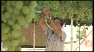 یه باغ انگور در پشت بام یک خانه در شهر ارومیه