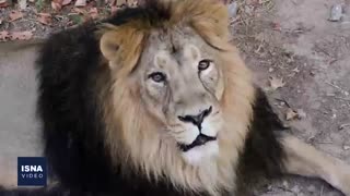 همزیستی شیرهای ایرانی باغ وحش ارم